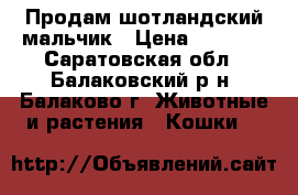 Продам шотландский мальчик › Цена ­ 3 000 - Саратовская обл., Балаковский р-н, Балаково г. Животные и растения » Кошки   